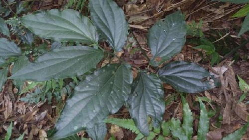 野外1宝草,药效惊人,是药农最爱中草药,可惜人们见到也不认识